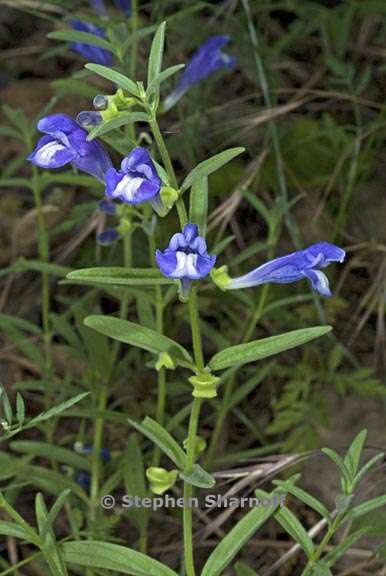 scutellaria siphocampyloides 4 graphic